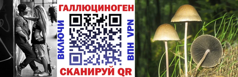 Галлюциногенные грибы Psilocybine cubensis как найти закладки omg как зайти Суздаль